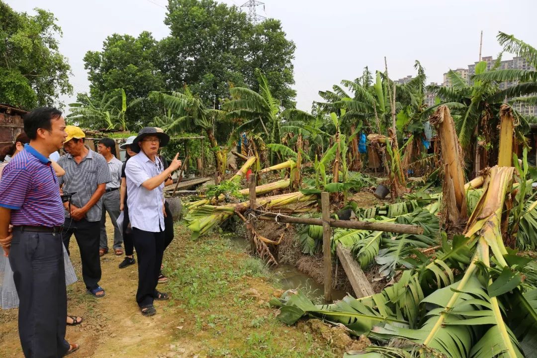 台风后复工复产工作方案,东莞麻涌复工复产进度
