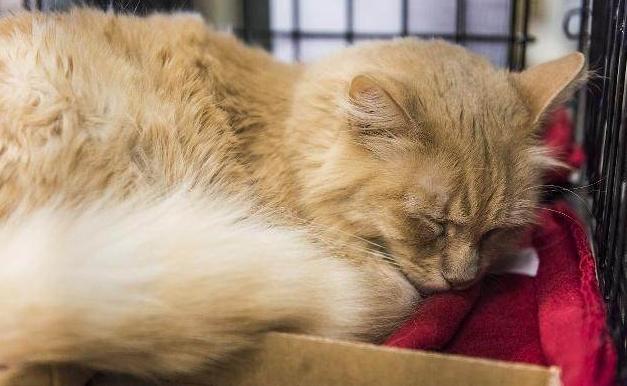 怎样防止网上买猫上当受骗,网上买猫一定不靠谱么