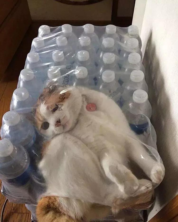 喵星人果然是液体的「科瑞卡爱宠」