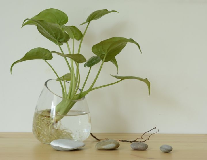 水培植物烂根怎么补救,水培植物烂根怎么补救视频