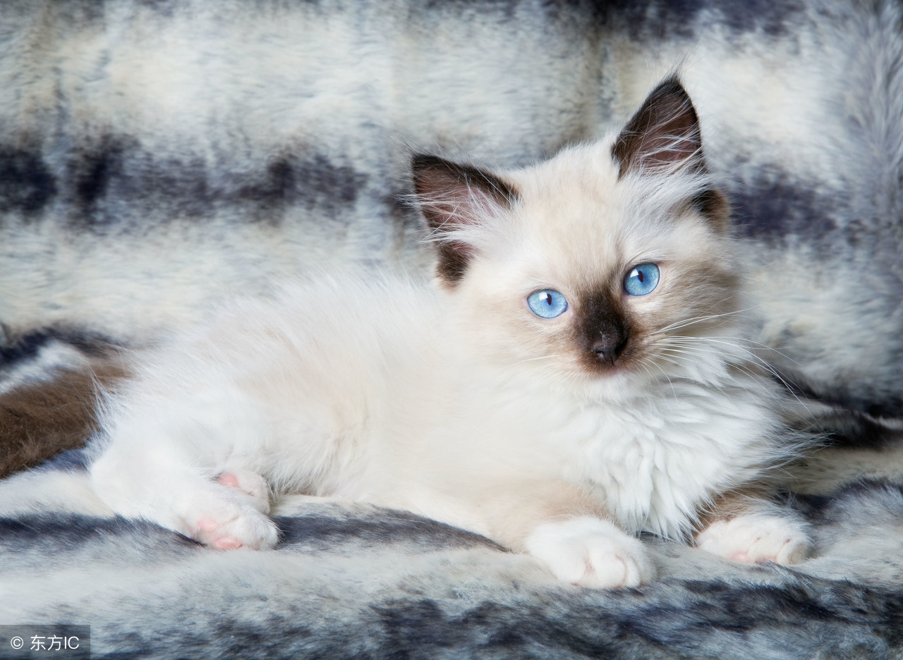 布偶猫的铲屎官们，你们饲养主子的方式对吗？