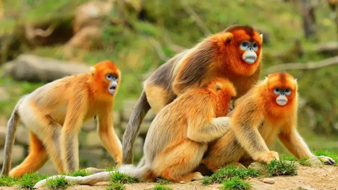 西安出发秦岭最美秋景自驾环线游,西安出发一小时深藏秦岭山水秘境