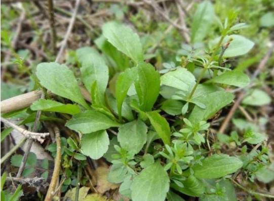 痔疮疼吃点白萝卜管用吗,痔疮导致排便困难会阴胀痛