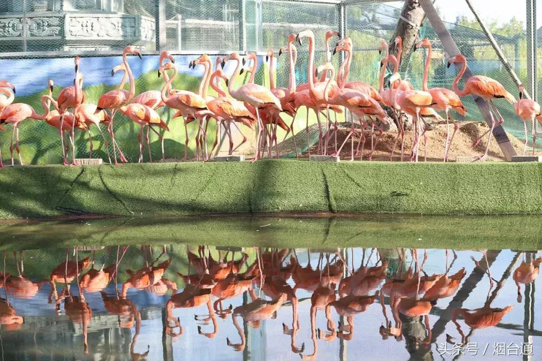 烟台十一景区免费游玩,十一假期旅游推荐烟台游乐场