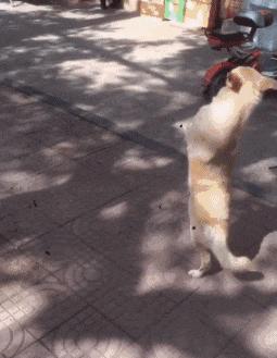 姑娘喝酒动图gif搞笑,醉酒图片gif