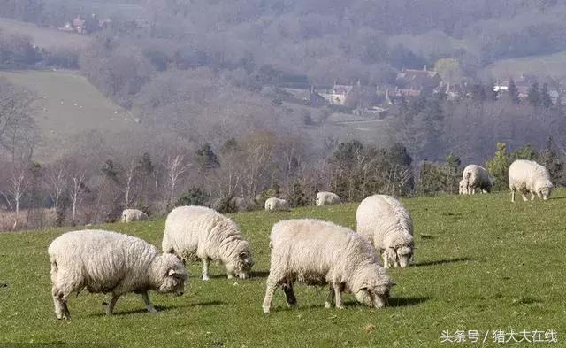 这么多羊看看你养的是哪一种?其他的你又认识几种?
