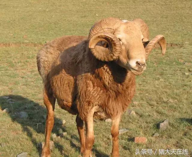 这么多羊看看你养的是哪一种?其他的你又认识几种?