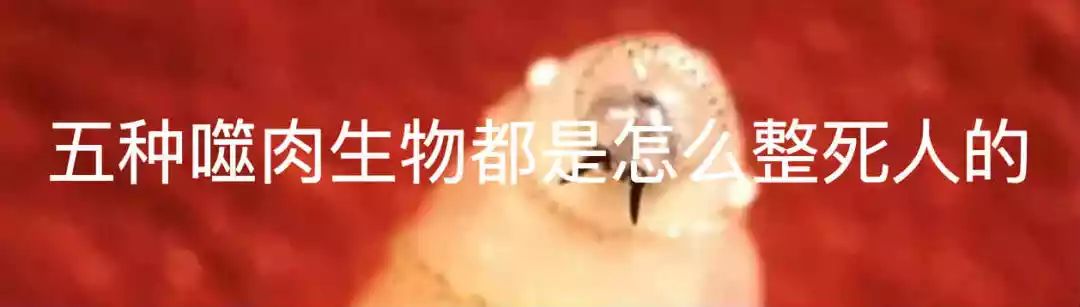 中国脑囊虫病,巨大脑囊虫病