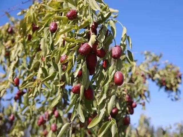 一条拼团｜日本植物精华染发膏，*疆新**若羌红枣