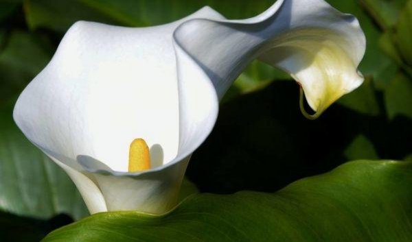 马蹄莲怎么养护才能开花呢,马蹄莲要怎么养才开花