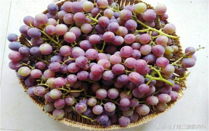 自酿葡萄酒方法和注意事项有哪些,唐三镜果酒技术