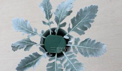 插花初学者马蹄莲插花指南,插花教程新手入门简单