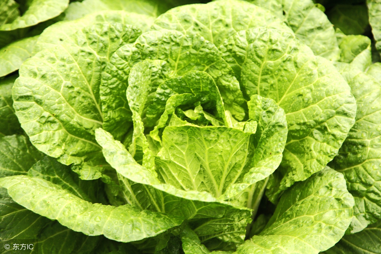 5种鲜为人知的对狗狗有益的补品,阿拉斯加5个月毛发变得很粗糙