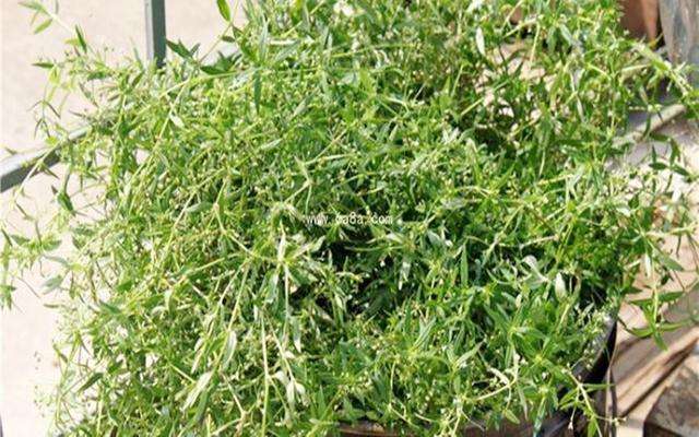 农村路边常见的一种野草,什么草可以治肝炎