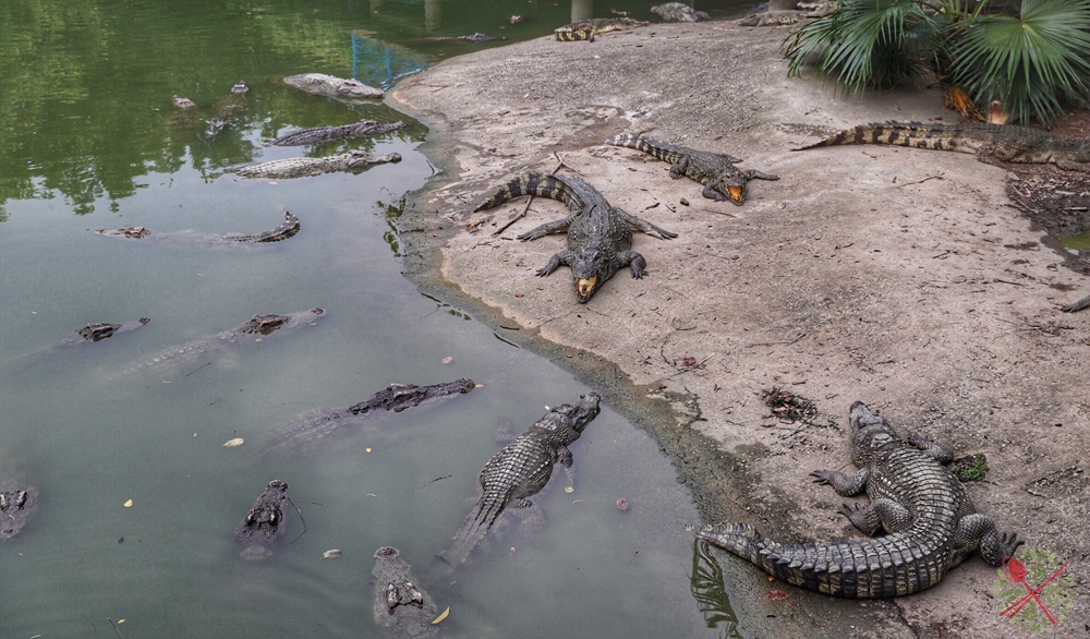 广州长隆乐园最全游玩攻略,广州长隆乐园旅游攻略三天两夜