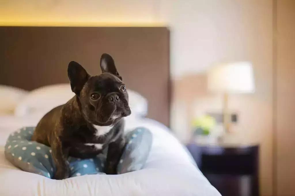 宠物友好五星级酒店,适合带宠物去的酒店