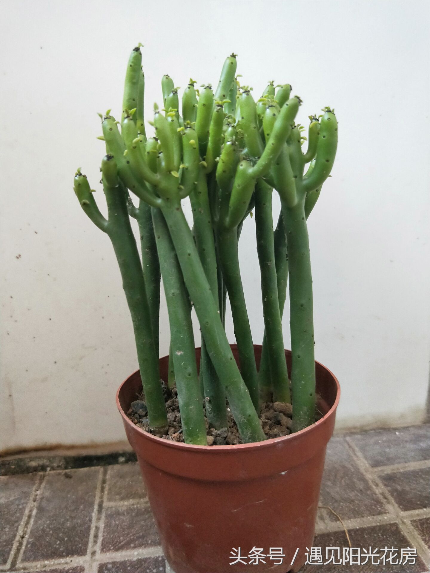 光棍树从根部枯萎发黑如何救,光棍树怎么栽才能活