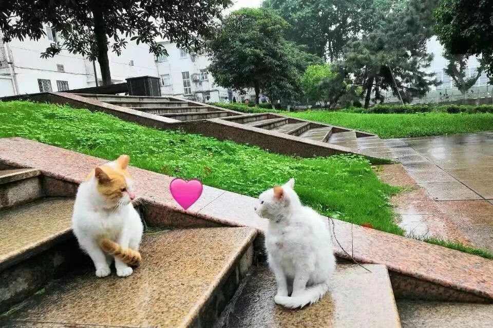 什么？师大的小动物过节了？（内含惊喜）