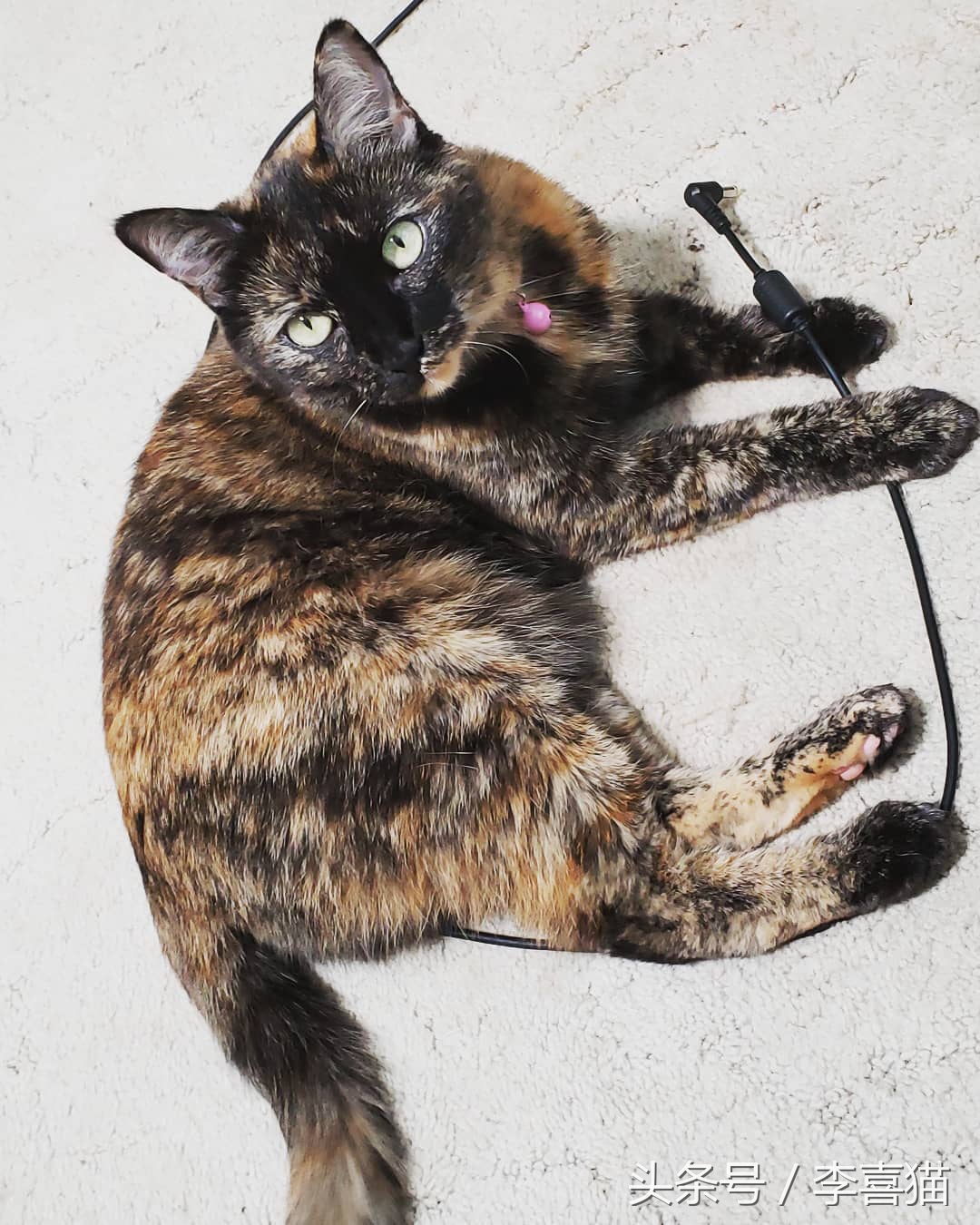 猫咪老咬数据线该怎么办,猫咪怎么养成不咬数据线