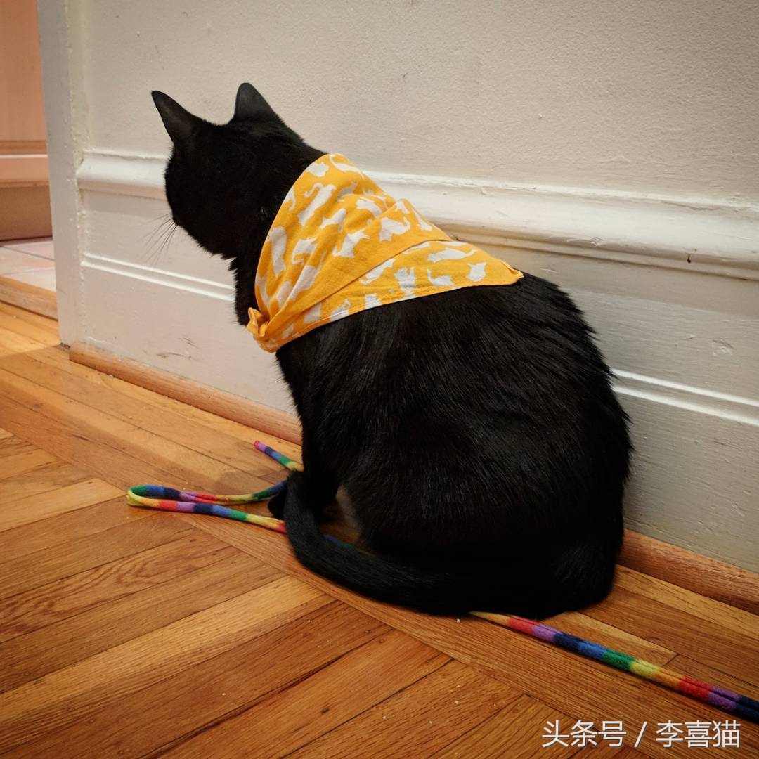怎么不让猫咪啃数据线,让猫咪认为铲屎官很厉害的方法
