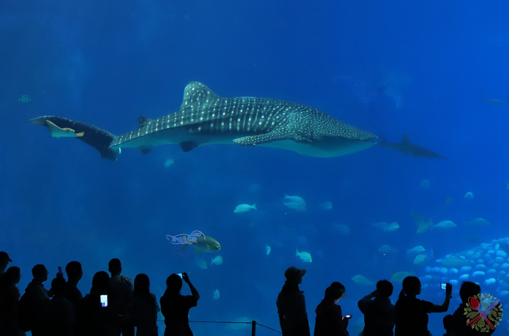 珠海长隆海洋王国企鹅三天两晚,珠海长隆海洋王国企鹅北极熊