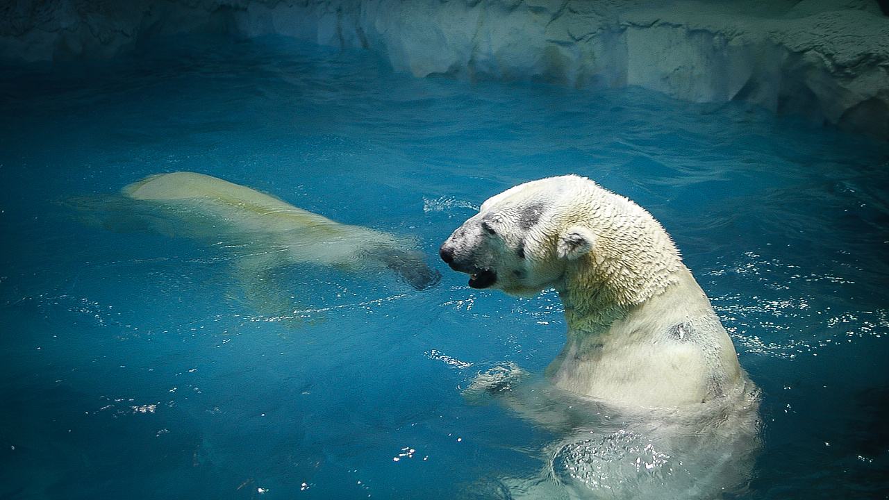 珠海长隆海洋王国企鹅三天两晚,珠海长隆海洋王国企鹅北极熊