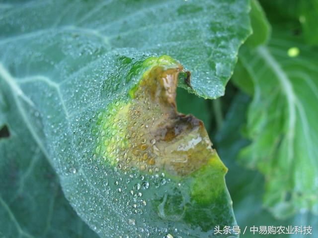 花椰菜常见病虫害及防治,花椰菜主要虫害防治技术
