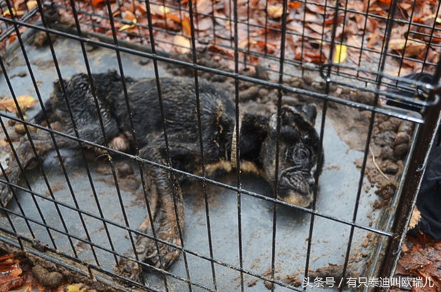 狗狗被关在笼子里咬笼子,狗狗一直被关在小小的笼子里