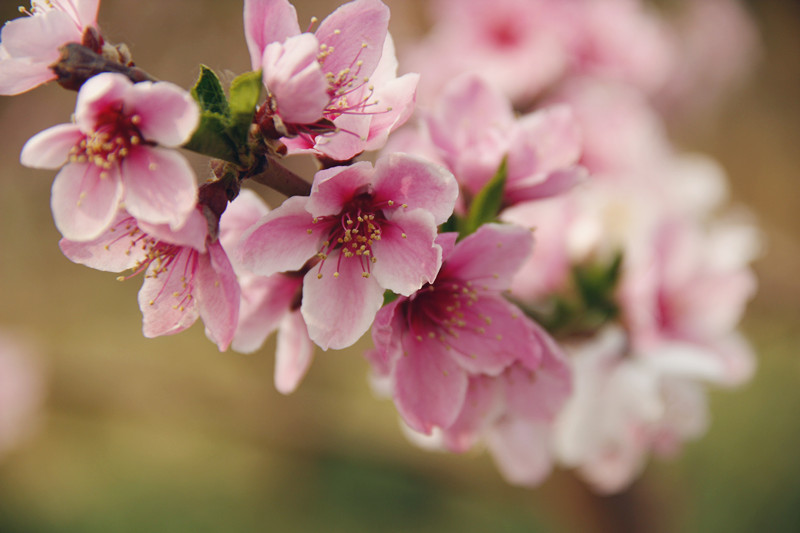 十月秋香，恭城人民带你品沙柚、尝月柿、喝油茶、逛文武庙周渭祠