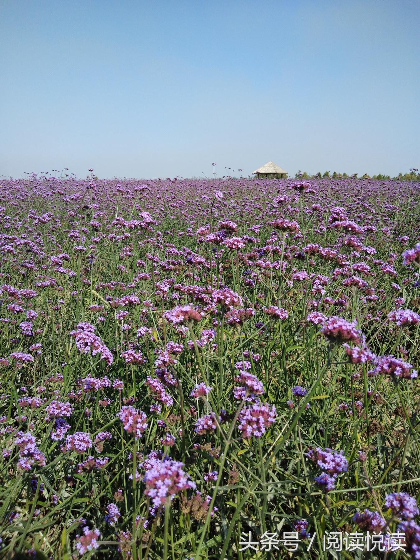 夏天的安国药博园,五一安国药都药博园