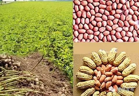 习*平近**来辽宁考察买了两样锦州特产！其实咱大锦州还有这些特色产品~