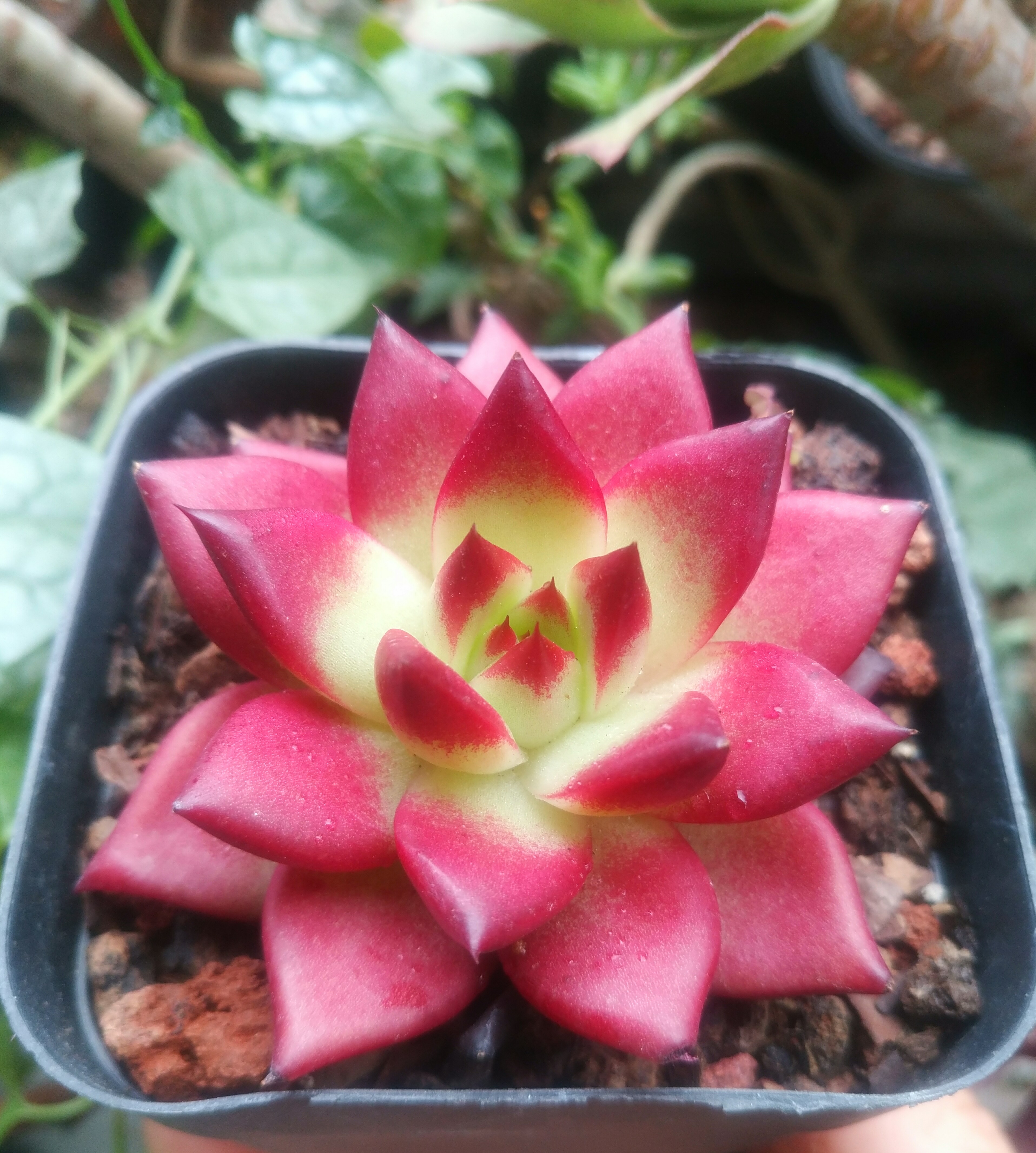 慢生活轻小说免费阅读,慢生活轻小说全集