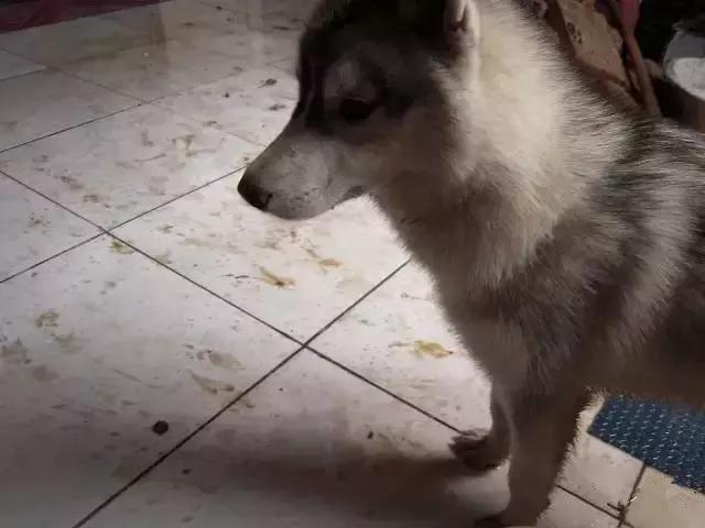 如何让狗狗用狗厕所大小便,怎么让狗狗学会用猫砂盆