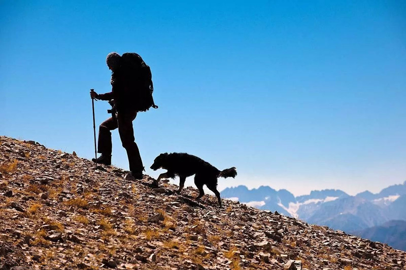 适合带着去旅行的宠物,宠物旅行攻略如何带宠物出门旅游