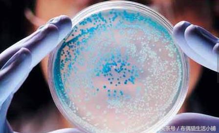 粉扑放在哪不容易滋生细菌,海绵粉扑里面有细菌吗