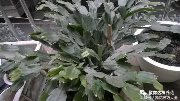 蟹爪兰长得好好的就断了怎么回事,蟹爪兰花蔫了怎么补救