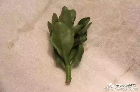 蟹爪兰长得好好的就断了怎么回事,蟹爪兰花蔫了怎么补救