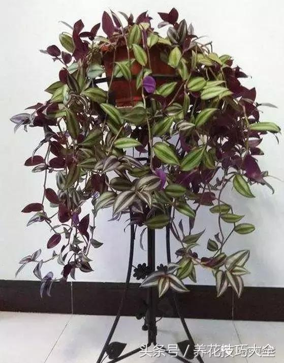 蟹爪兰长得好好的就断了怎么回事,蟹爪兰花蔫了怎么补救