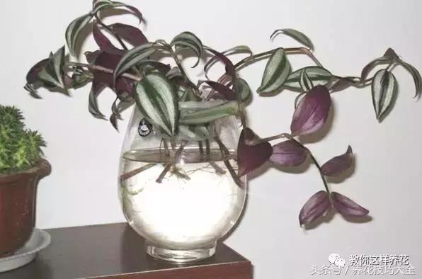 蟹爪兰长得好好的就断了怎么回事,蟹爪兰花蔫了怎么补救