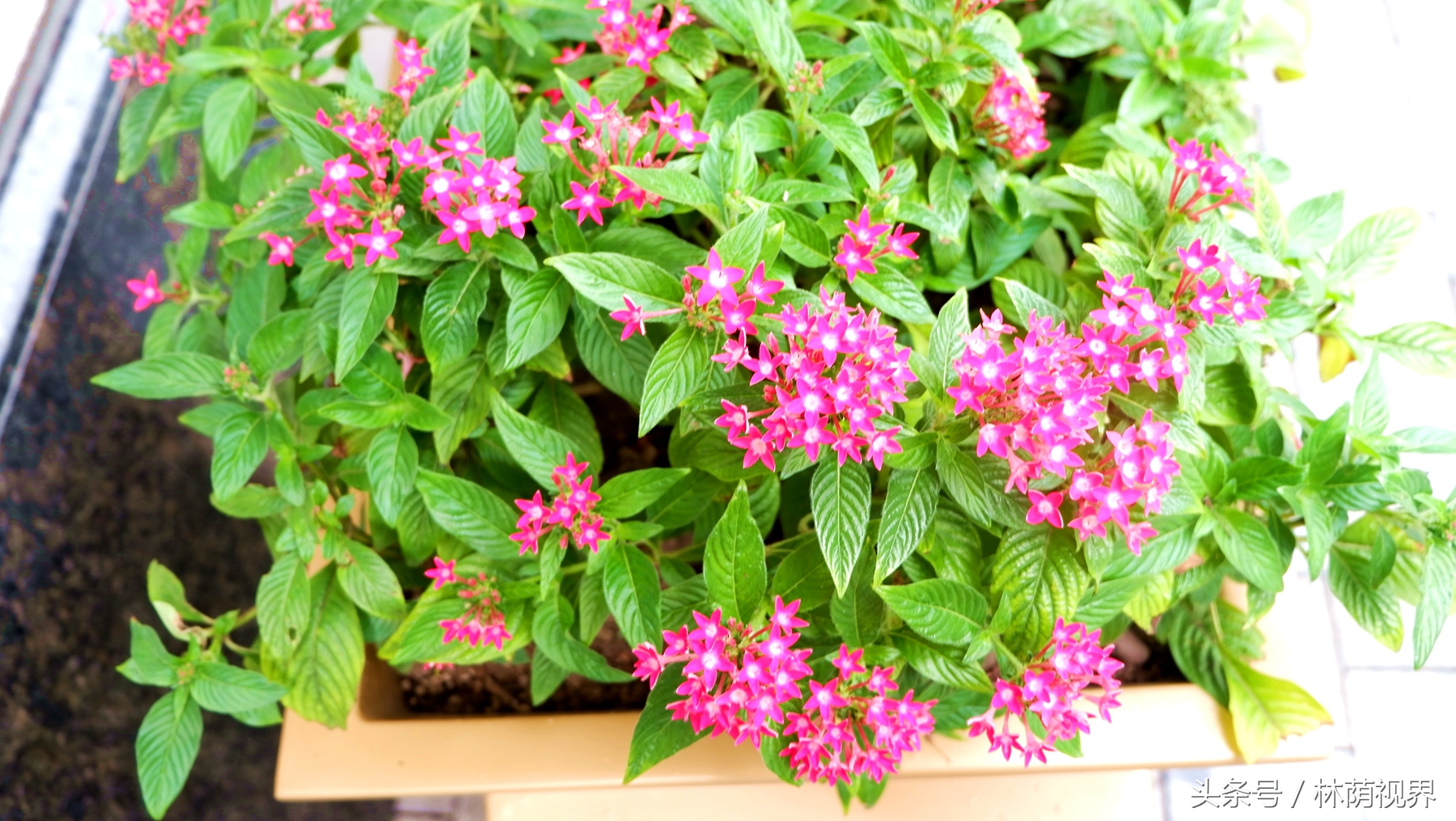 上海深度一日游,浦东金桥镇一日游