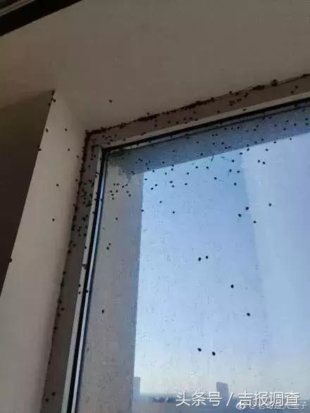 花大姐出战,花大姐用什么长效杀虫剂