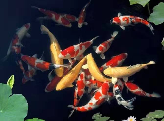 养冷水鱼需不需要使用灯光,加温饲养的鱼