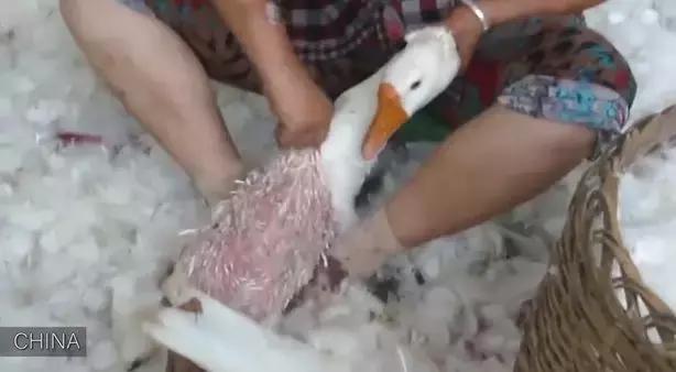 卑劣的街头喂河马,塑料袋放进河马嘴里