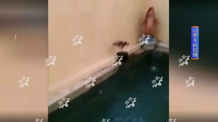 小夫妻蜜月之旅,巴厘岛小夫妻