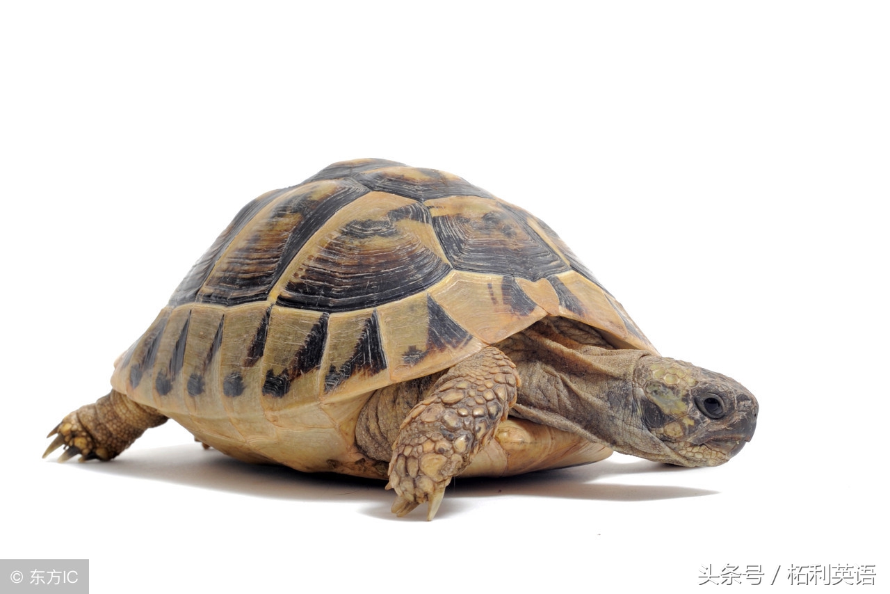 趣味英语三字经视频 (儿童英语趣味背单词)