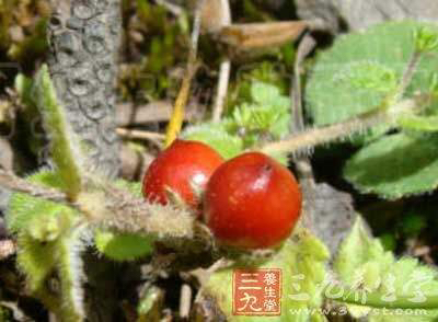 鞭打绣球中药别名,鞭打绣球怎么入药