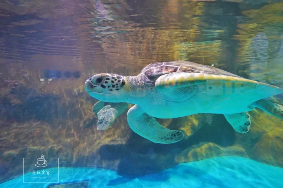 秦皇岛北戴河最值得玩5个地方,秦皇岛北戴河好玩的地方免费