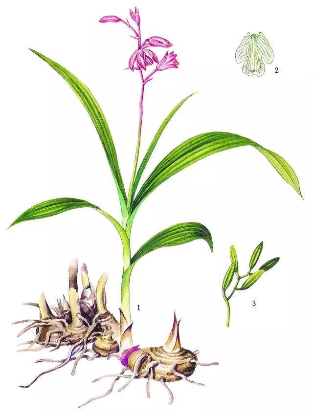 中药白芨,中药材白芨图片