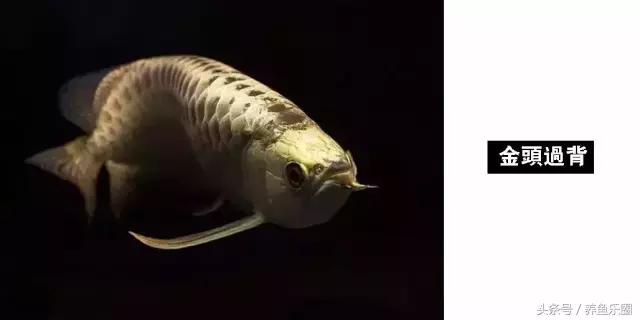 龙鱼品种大全图解,龙鱼到底是什么品种的鱼