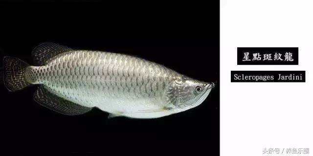 龙鱼品种大全图解,龙鱼到底是什么品种的鱼